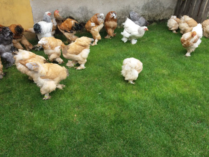 10.09.2017 064 - tineret 2017