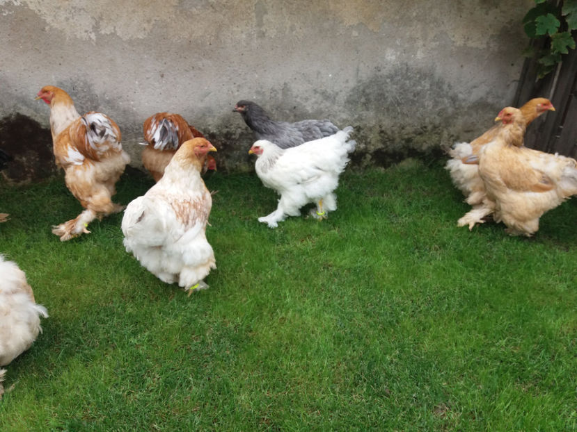 10.09.2017 066 - tineret 2017