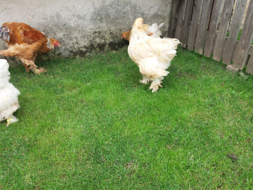 10.09.2017 067 - tineret 2017