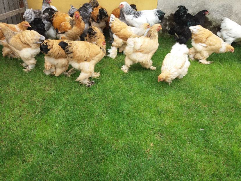 10.09.2017 069 - tineret 2017