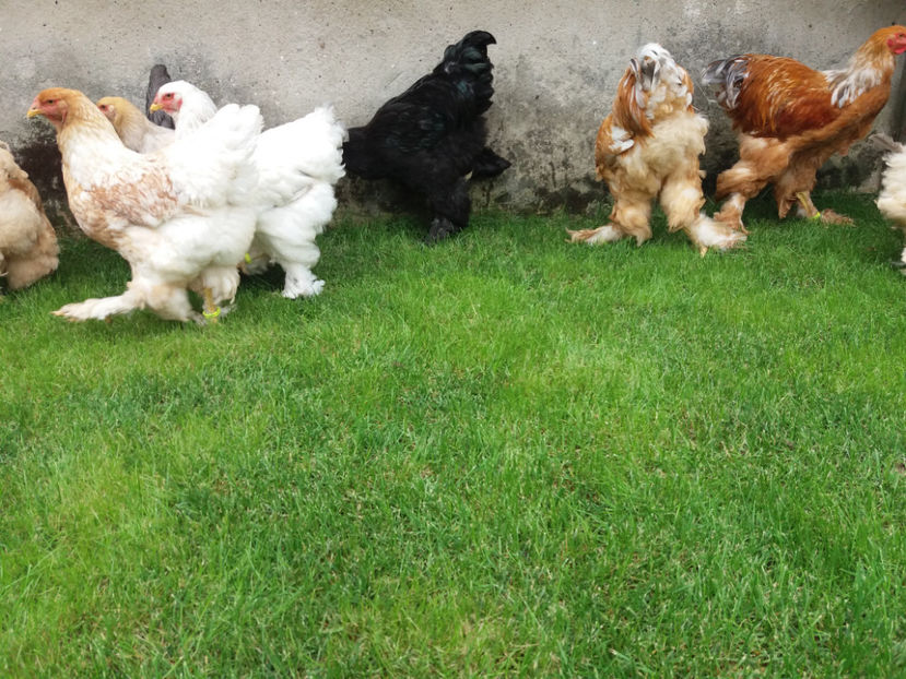 10.09.2017 070 - tineret 2017