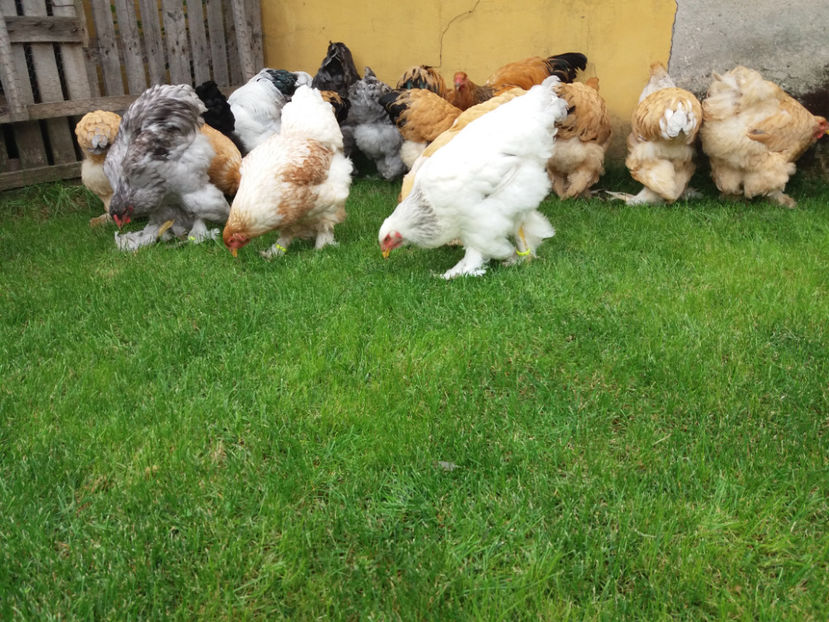 10.09.2017 072 - tineret 2017