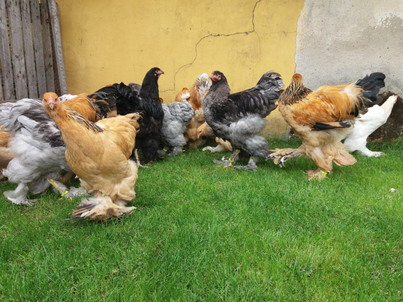 10.09.2017 075 - tineret 2017