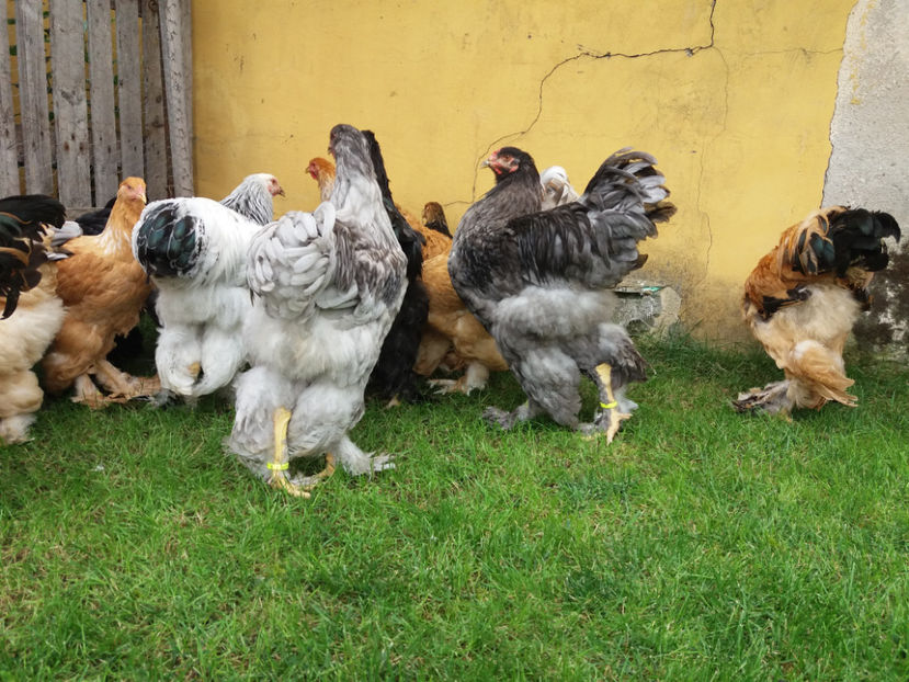 10.09.2017 079 - tineret 2017