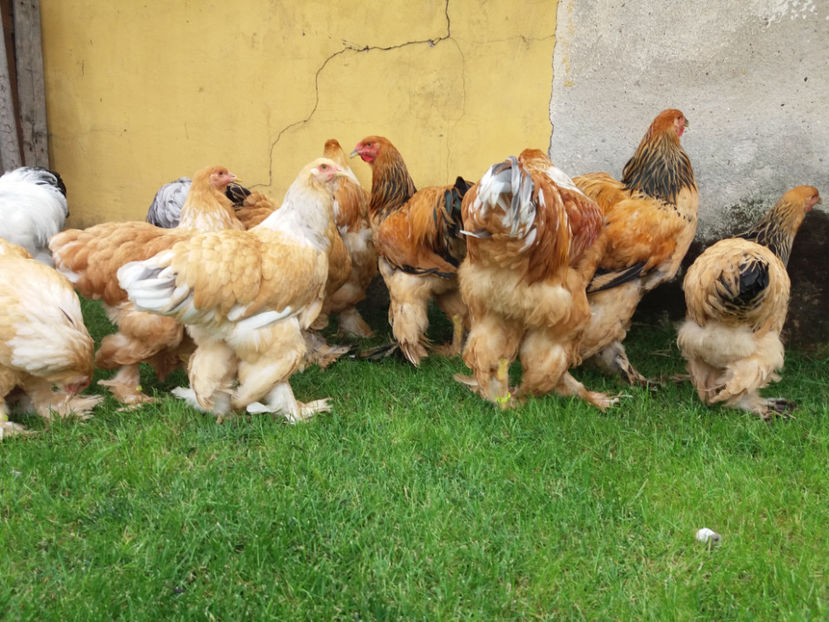 10.09.2017 088 - tineret 2017