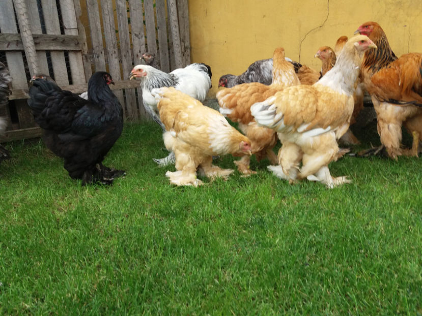 10.09.2017 089 - tineret 2017