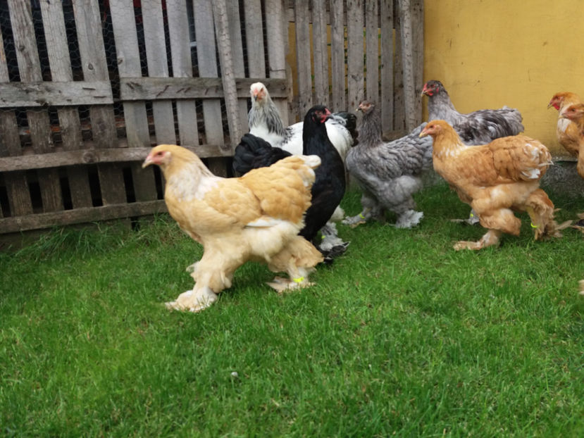 10.09.2017 090 - tineret 2017