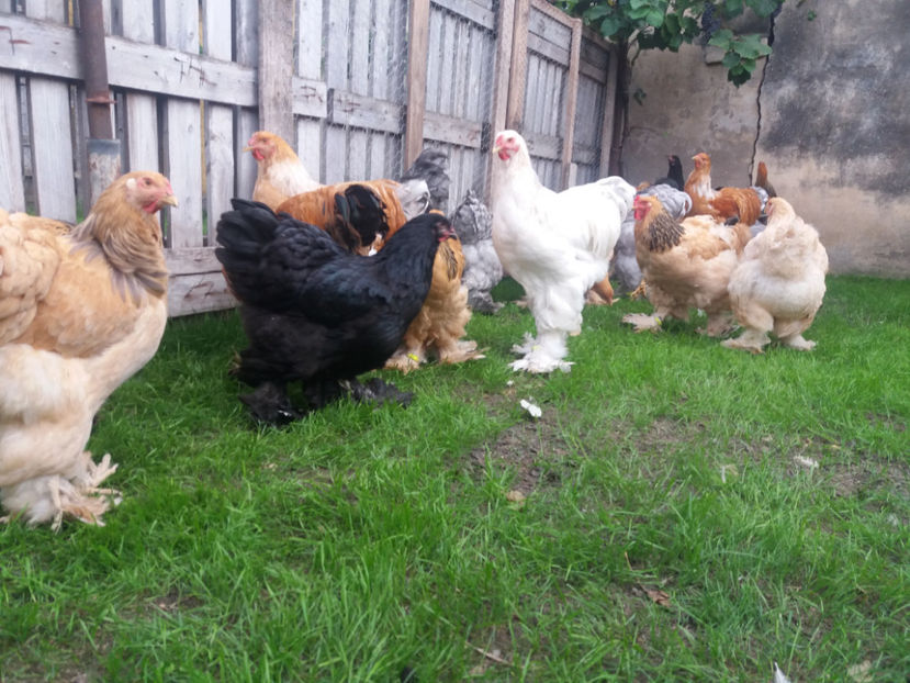 10.09.2017 097 - tineret 2017