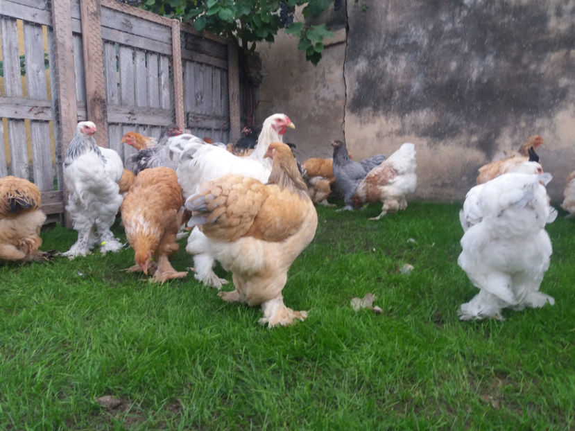 10.09.2017 098 - tineret 2017