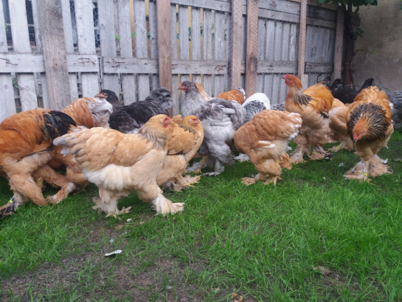 10.09.2017 099 - tineret 2017