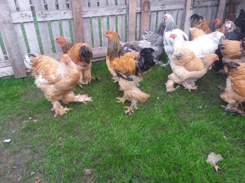 10.09.2017 101 - tineret 2017