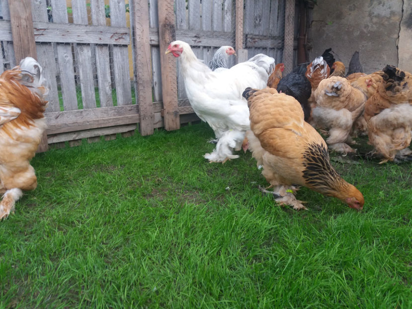 10.09.2017 103 - tineret 2017