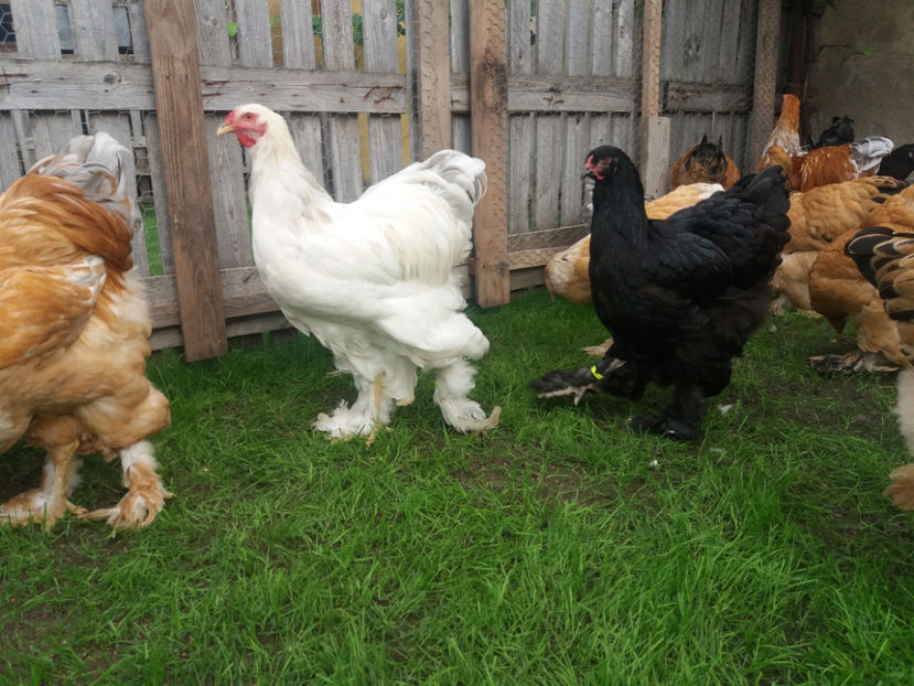 10.09.2017 105 - tineret 2017