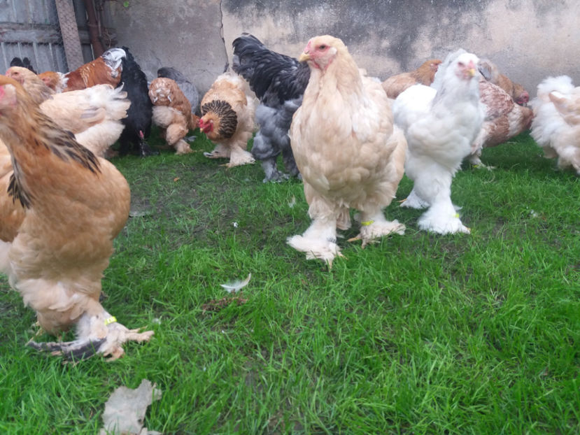 10.09.2017 106 - tineret 2017