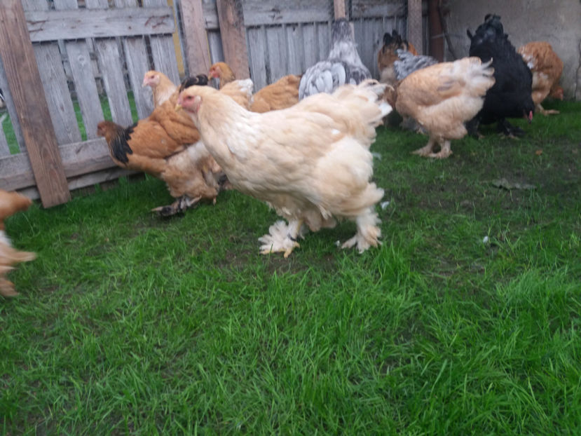 10.09.2017 108 - tineret 2017