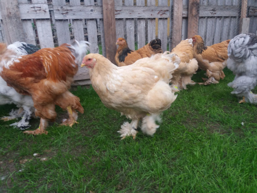 10.09.2017 109 - tineret 2017