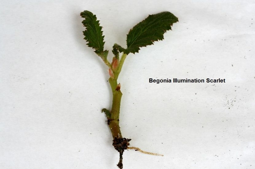 08.09.17 - 03 Begonia- inradacinare