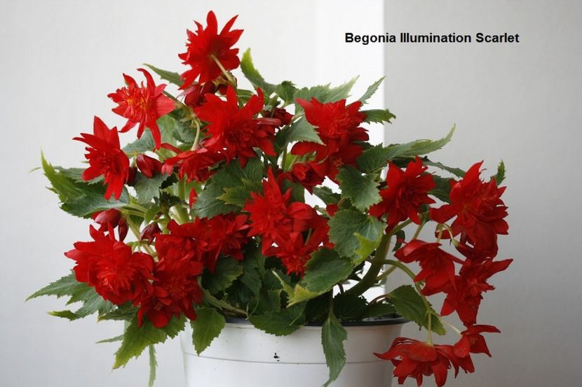 21.07.17 - 03 Begonia- inradacinare