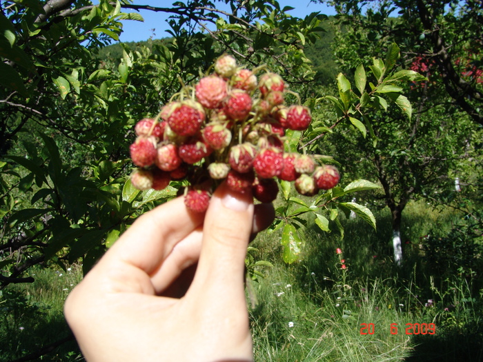 DSC04190 - livada cu pruni