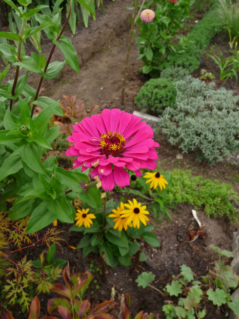  - ZINNIA - Carciumareasa