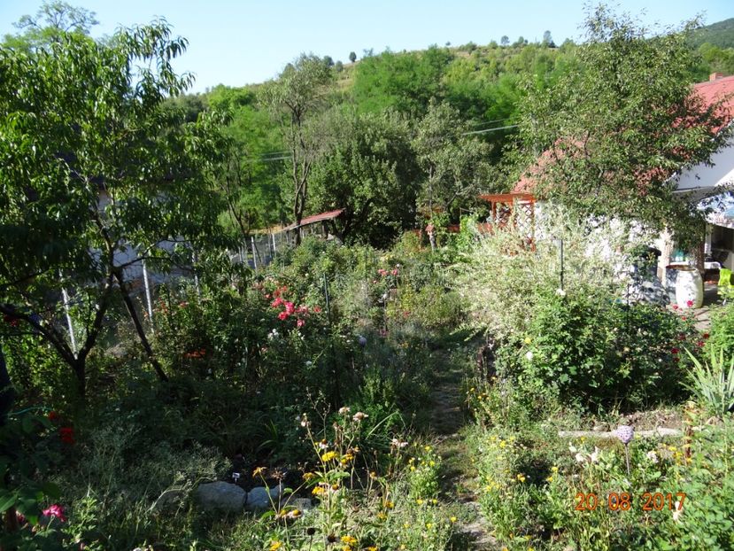E final de vara si doar buruienile se-nalta, nestingherite de arsita - Nostalgii de toamna