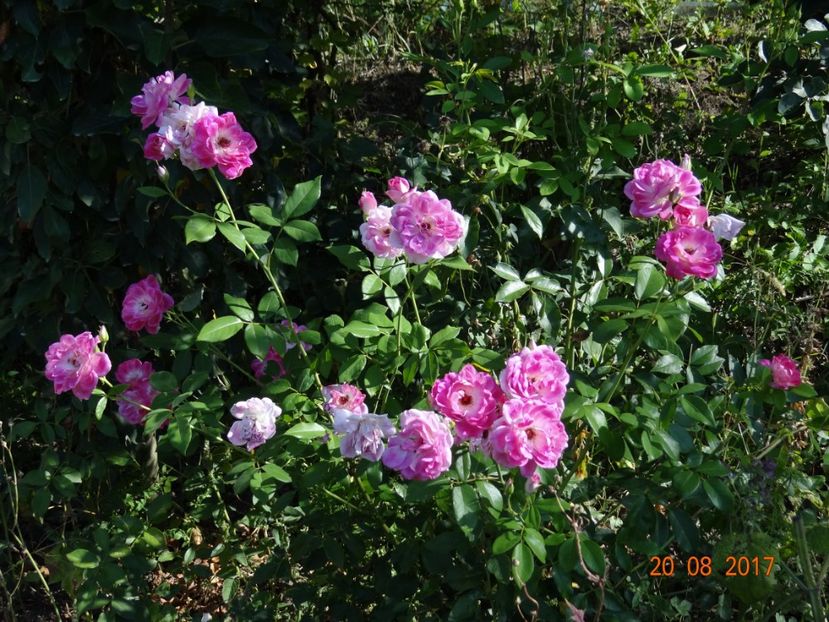 Un trandafir superb si... - Regensberg - Young Mistress