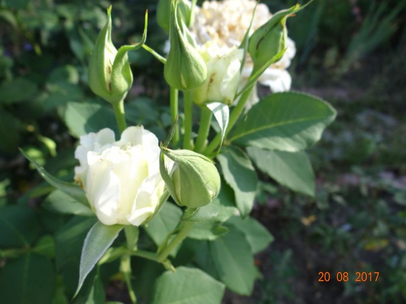  - Nostalgii de toamna