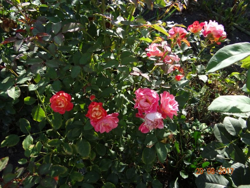 Michelle - Michelle Bedrossian