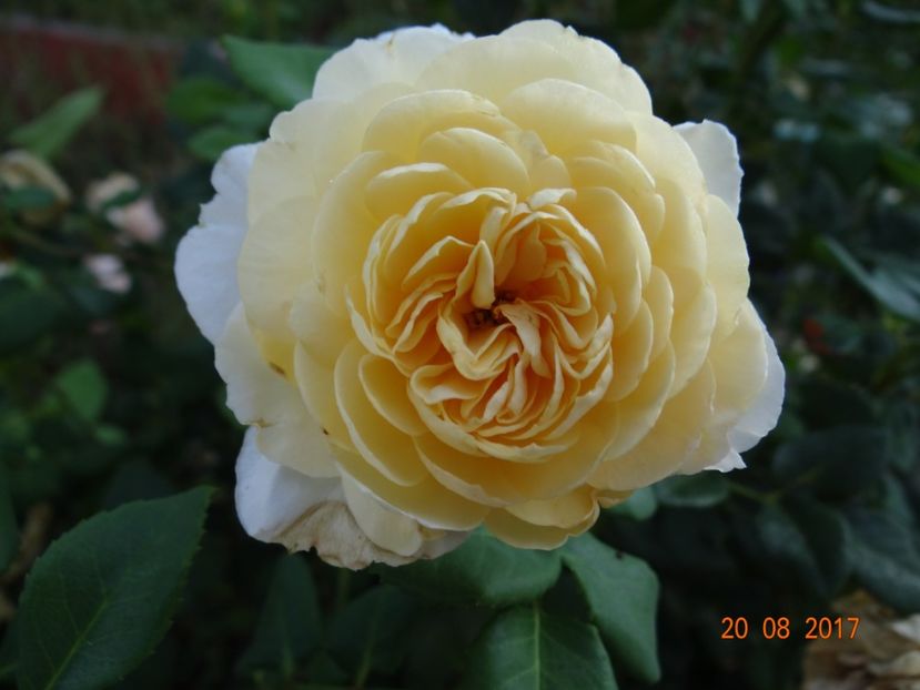  - Crocus Rose -AGM