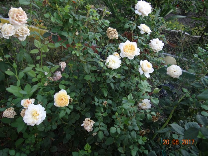 Crocus Rose - Crocus Rose -AGM