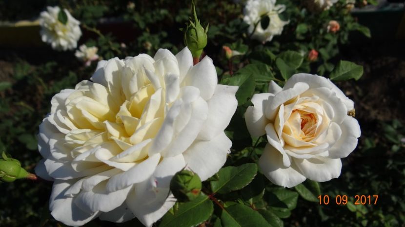  - Crocus Rose -AGM