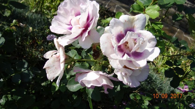  - Nostalgii de toamna