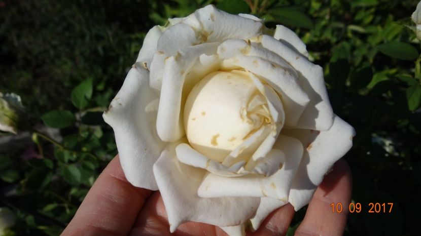 My Girl - Nostalgii de toamna