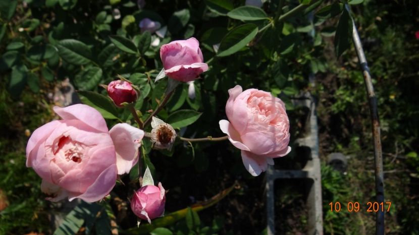 The Alnwick Rose - The Alnwick Rose