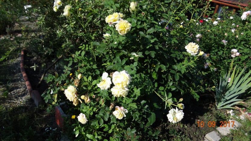 The Pilgrim - The Pilgrim