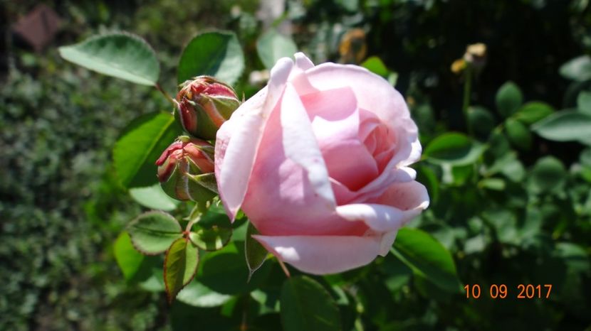  - Nostalgii de toamna