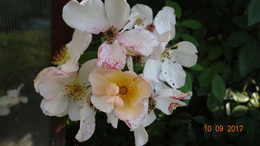  - Nostalgii de toamna