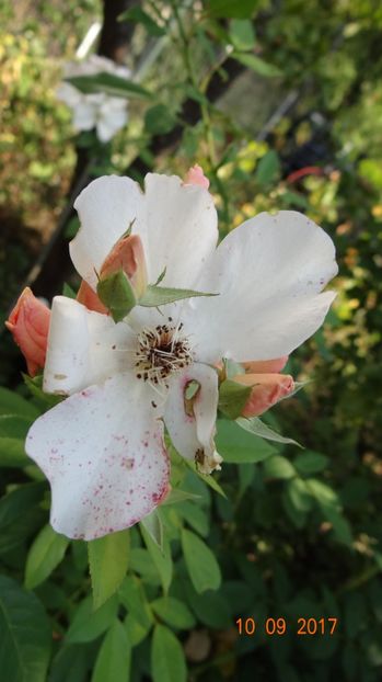  - Nostalgii de toamna