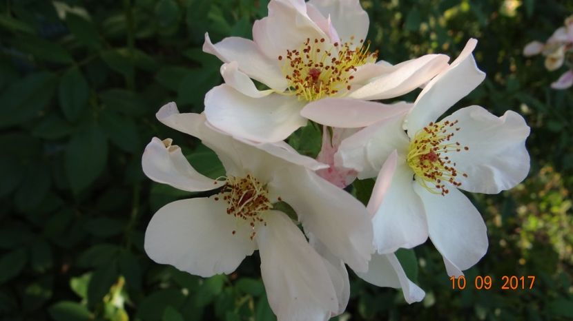 Sally - Nostalgii de toamna