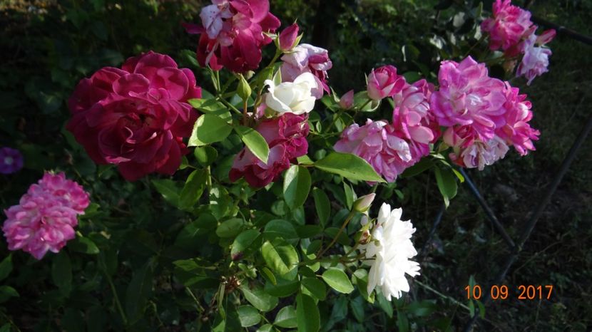  - Regensberg - Young Mistress