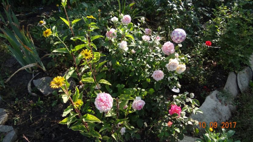 Biedermeier - Biedermeyer Garden