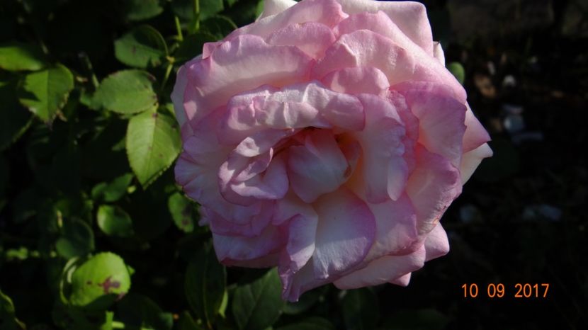  - Biedermeyer Garden