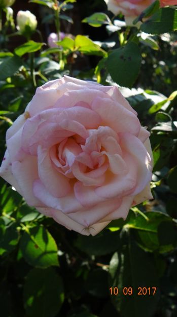  - Biedermeyer Garden