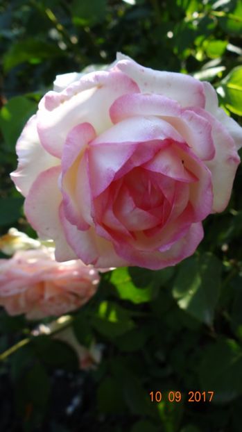  - Biedermeyer Garden