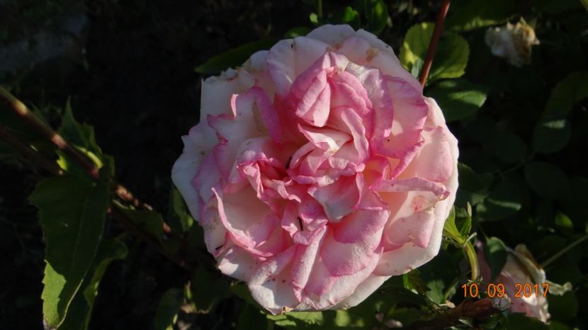  - Biedermeyer Garden