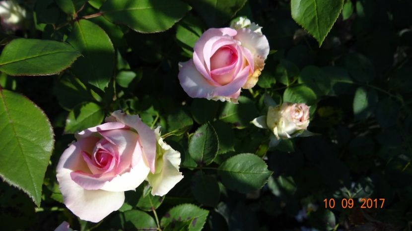  - Biedermeyer Garden