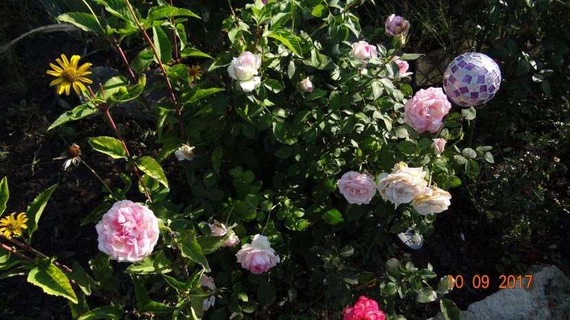  - Biedermeyer Garden