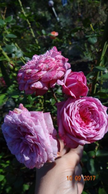  - Durance Ancian Rosa