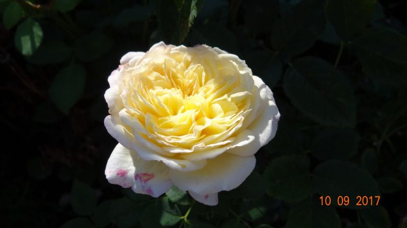  - Chapeau de Mireille