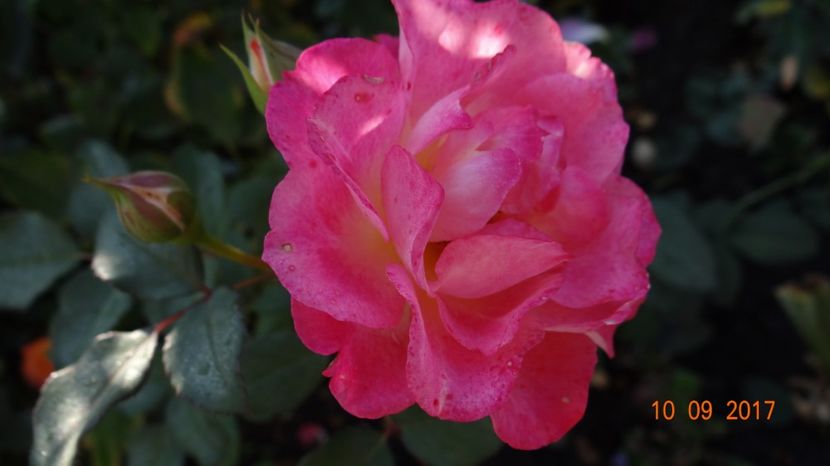  - Michelle Bedrossian